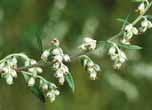 Artemisiae radix sa ordinuje v pediatrickej praxi ako spazmolytikum; pripravuje sa zmiešaním 0,25 g práškovanej drogy s 3 g cukru, pričom sa rozdelí na päť denných dávok.