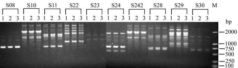 374 26 10 DNA DNA 2 8 2.6.2 RAPD F328F2153 F5 3 DNA 10 EB 3 DNA 3 4 F328 F5 3 DNA Fig.4 The profile of mycelial protoplasts obtained from a single spore isolate of F5 amplified by 10 random primers.