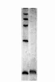 1 : ( Agrocybe aegerita) 99 1518 kd,, AAVP 32 kd AAVP 2 N2, IEF,, 10 mmolπl KCl 24 h ph, QGVNIYNIVAGA AAVP AAVP N Protein (pi) 318 N N N2 Table 1 Amino acid composition of AAVP Amino acid Content