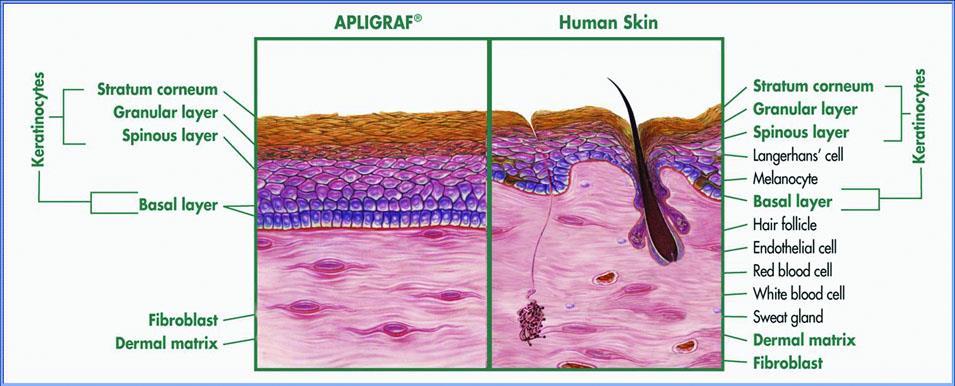 ζωντανά κύτταρα ανθρώπινου δέρματος
