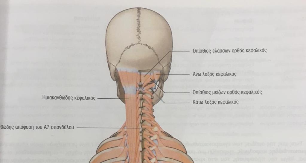 Εικόνα 1.4. Μύες του αυχένα (από Gray s Anatomy 2012) Λόγω της σημασίας των εν τω βάθει καμπτήρων μυών του αυχένα στη σταθεροποίηση θα αναλυθεί λίγο περισσότερο η ανατομία τους.