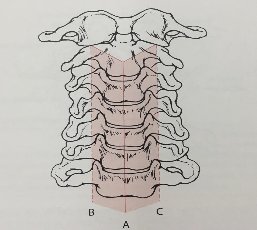 Εικόνα 1.1. Εγκάρσια προβολή του τυπικού σπονδυλικού σώματος των αυχενικών σπονδύλων (από Gray s Anatomy 1918) Αρθρώσεις.