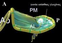 ΑL: anterior leaflet, πρόσθια γλωχίνα, PL: posterior leaflet, οπίσθια γλωχίνα, A: anterior, πρόσθια, P: