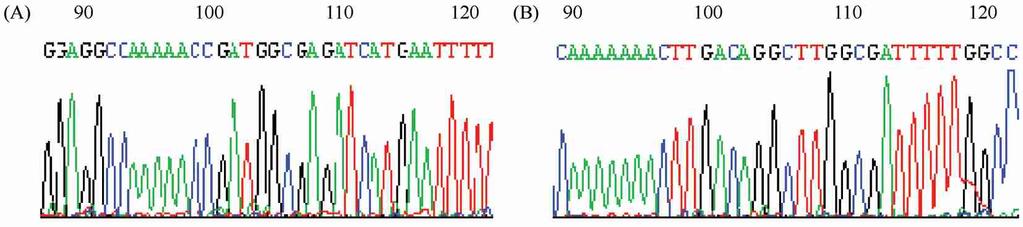 762 25 Fig. 1 Results of site 1 and site 3 specific sequences inserted into the plasmid psos2hus2ctgf The U6 promoter was chose as the sequencing prime.