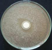 oryzae Lactococcus