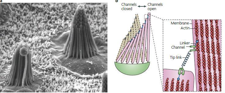 Μηχανοδιέγερση στα τριχωτά κύτταρα του αυτιού Nat Rev