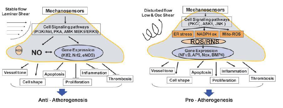 Παθολογικό shear stress επάγει προ-αθηρογενετικούς