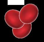 Erythroblasts