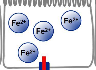 (e.g. liver and spleen) Ferroportin Fe 2+ Fe 2+ Fe 2+ x Fe 2+ Hepcidin Liver Hepcidin Fe 2+ Fe 2+ Fe 2+ xfe 2+ Ferroportin Blocking of intestinal iron absorption Hepcidin Hepcidin