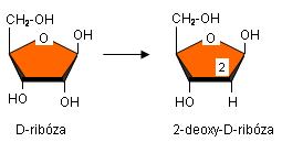 Deoxy sacharidy Monosacharidy, ktoré stratili 1 alebo viac hydroxylových skupín v