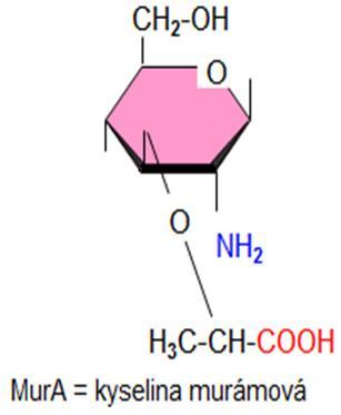 Amino deriváty sacharidov Môžu