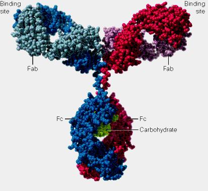 Glykoproteíny krvnej plazmy - 1-glykoproteín, transferín a imunoglobulíny tried A, G, D, M a E.