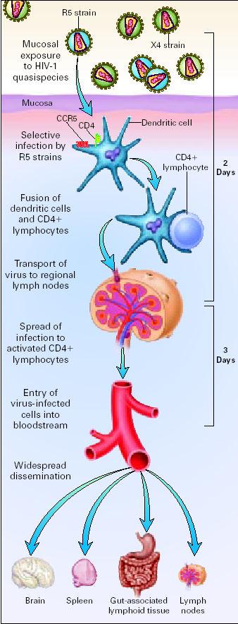 Ημέρα 0 Ημέρες 0-2 Έκθεση των βλεννογόνων στον HIV (sex) Ο ιός αναγνωρίζεται από τα δενδριτικά κύτταρα και μεταφέρεται στους επιχώριους λεμφαδένες Ημέρες 4-11 Ο