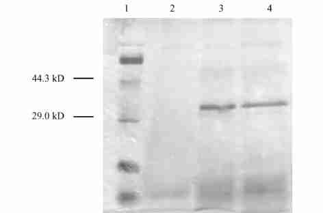 11 : 1027 SBP 2 mgπl, 50 % A 492 Fig. 1 Analysis of SBP expression by SDS2PAGE The fermentation fluid was collected after 72 hours inducement and separated by 12 % SDS2PAGE.