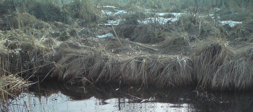 Proovivõtt VKG sademeveest Uuringu põhjal võib VKG sademevees problemaatiliseks pidada alküülfenoole, sealhulgas tehnilist nonüülfenooli ning PAHe ja tsinki.