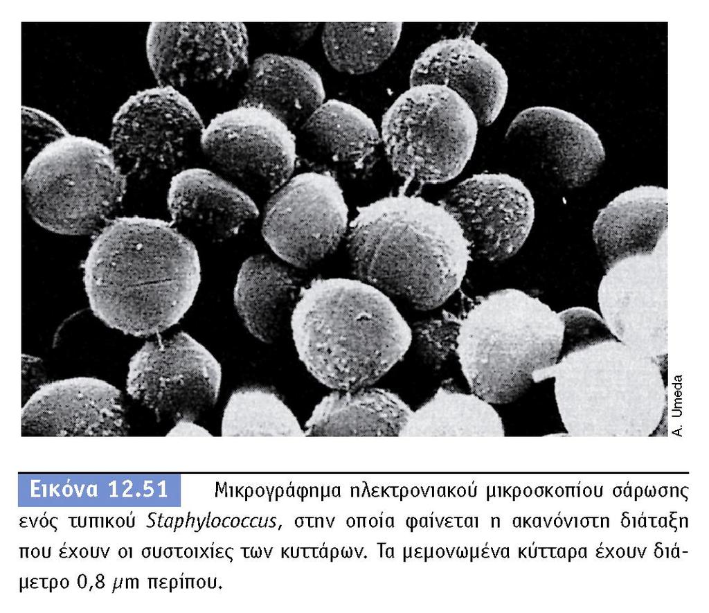 BIOΛOΓIA TΩN MIKPOOPΓANIΣMΩN
