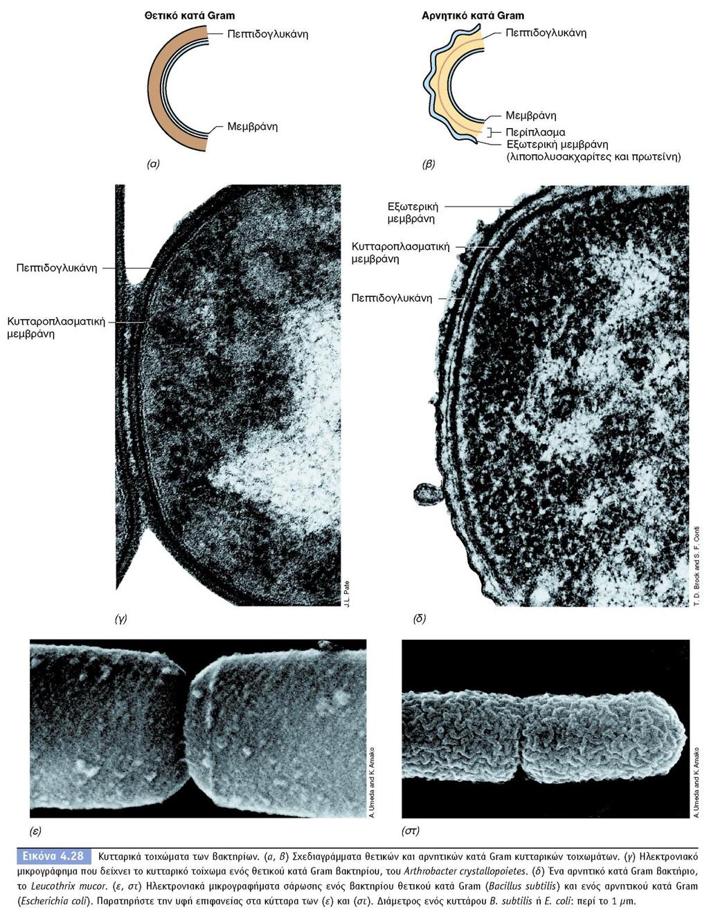 BIOΛOΓIA TΩN MIKPOOPΓANIΣMΩN ΠANEΠIΣTHMIAKEΣ EKΔOΣEIΣ KPHTHΣ 23 5.