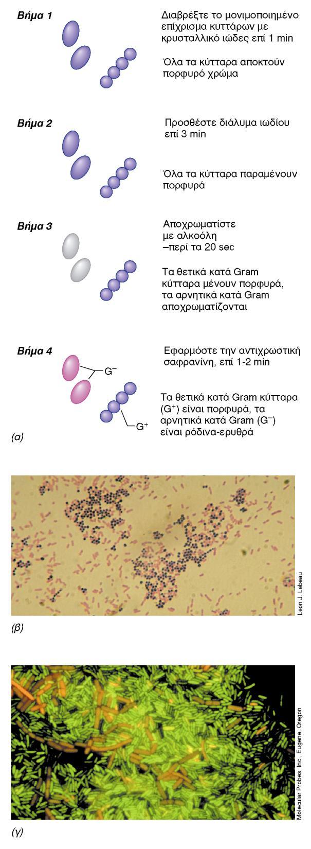 BIOΛOΓIA TΩN MIKPOOPΓANIΣMΩN ΠANEΠIΣTHMIAKEΣ