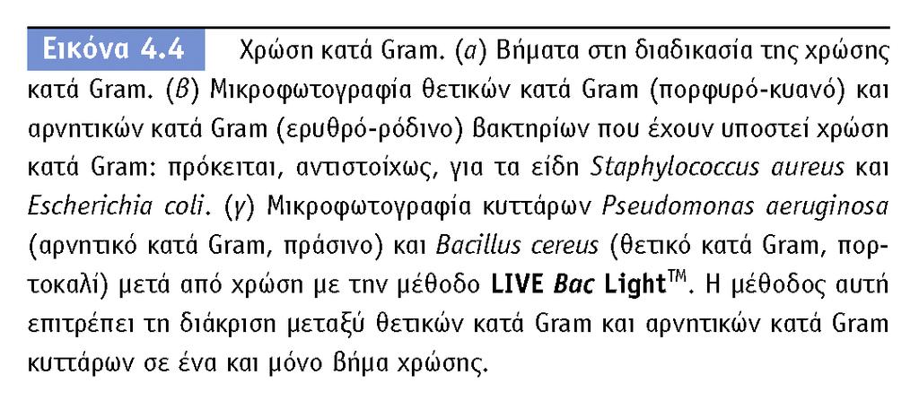 τα βακτήρια σε Gram Θετικά και Gram αρνητικά