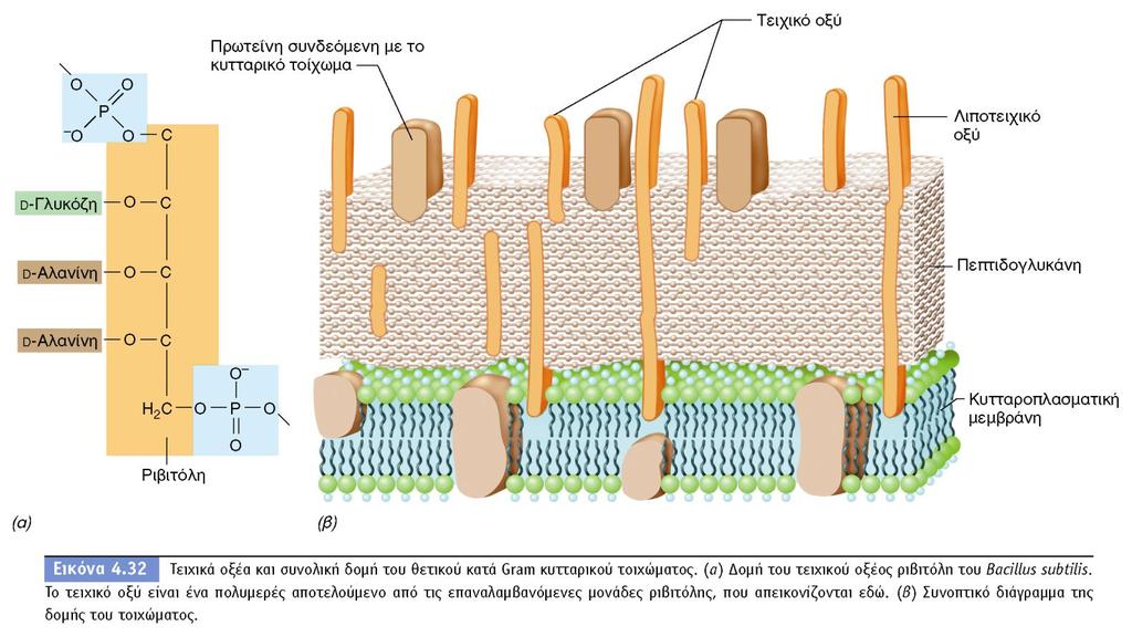 BIOΛOΓIA TΩN MIKPOOPΓANIΣMΩN ΠANEΠIΣTHMIAKEΣ EKΔOΣEIΣ KPHTHΣ 29 6.