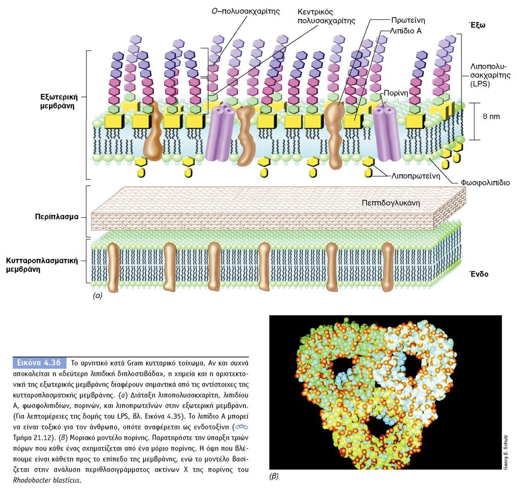 BIOΛOΓIA TΩN MIKPOOPΓANIΣMΩN ΠANEΠIΣTHMIAKEΣ EKΔOΣEIΣ KPHTHΣ 7.