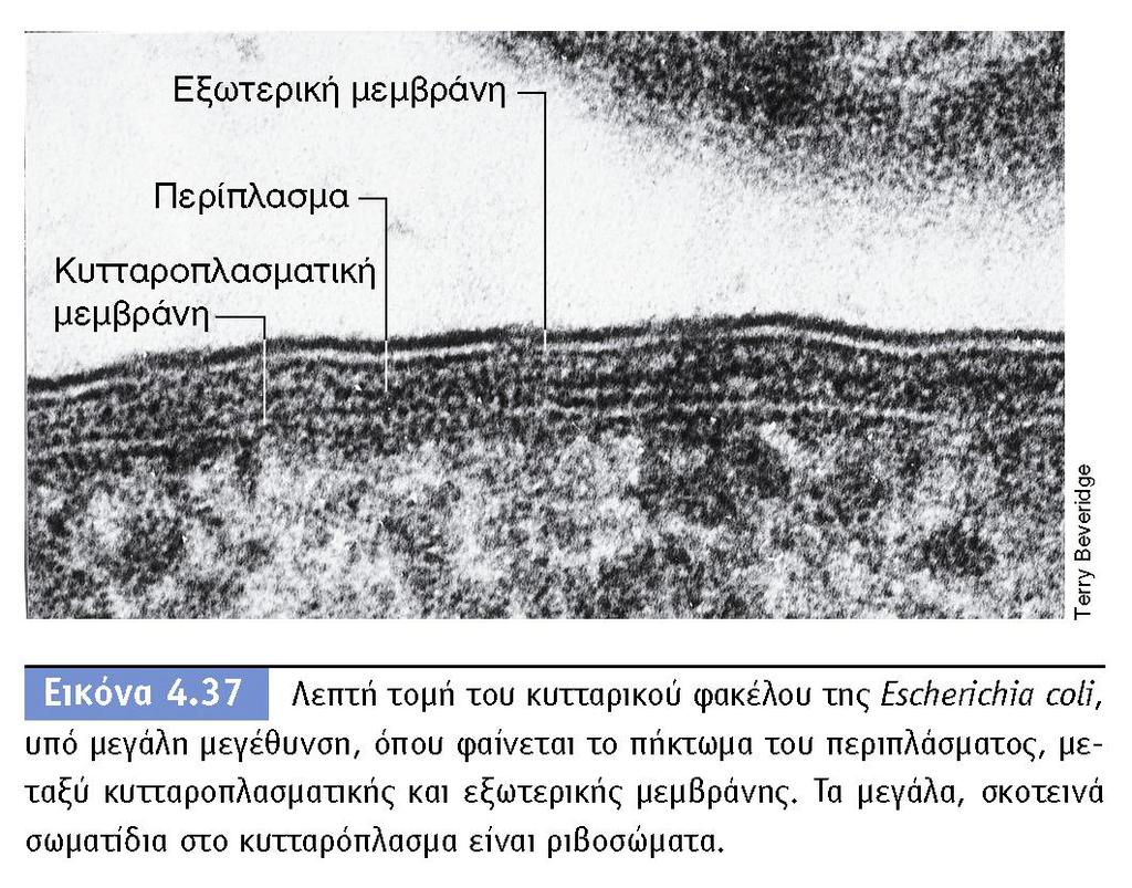 BIOΛOΓIA TΩN MIKPOOPΓANIΣMΩN