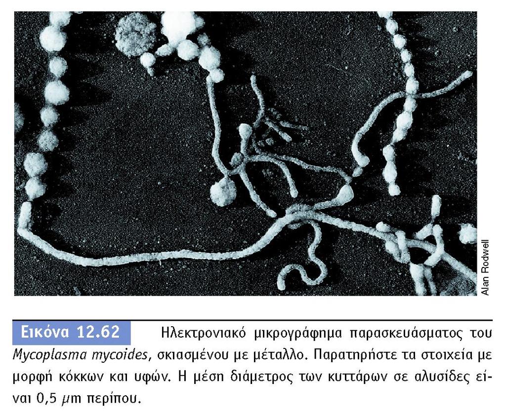 Βακτήρια χωρίς κυτταρικό τοίχωμα (cell wall-less
