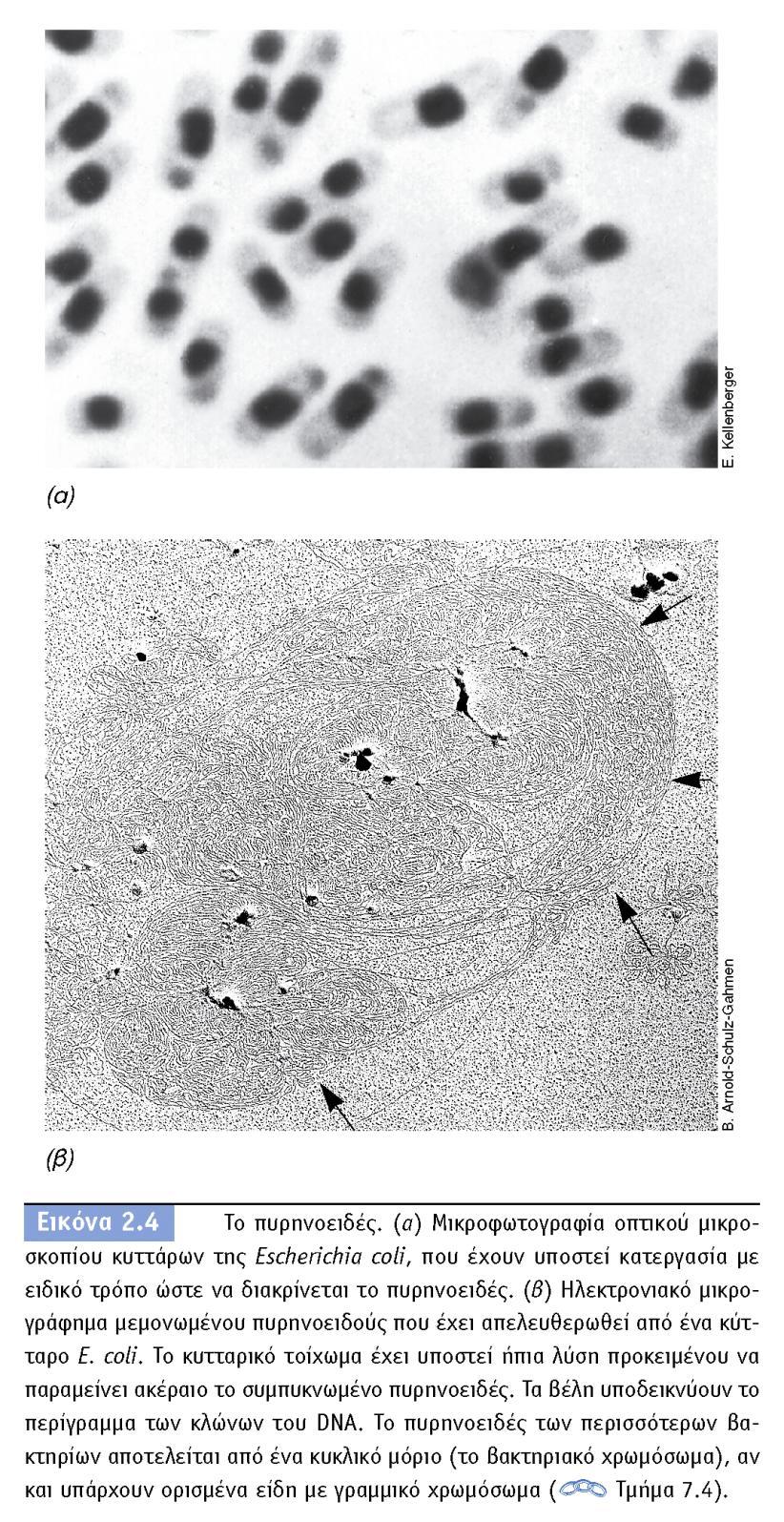 BIOΛOΓIA TΩN MIKPOOPΓANIΣMΩN ΠANEΠIΣTHMIAKEΣ EKΔOΣEIΣ KPHTHΣ 53 Το γενετικό υλικό (DNA) των βακτηρίων βρίσκεται στο πυρηνοειδές (δεν υπάρχει πυρήνας όπως στα