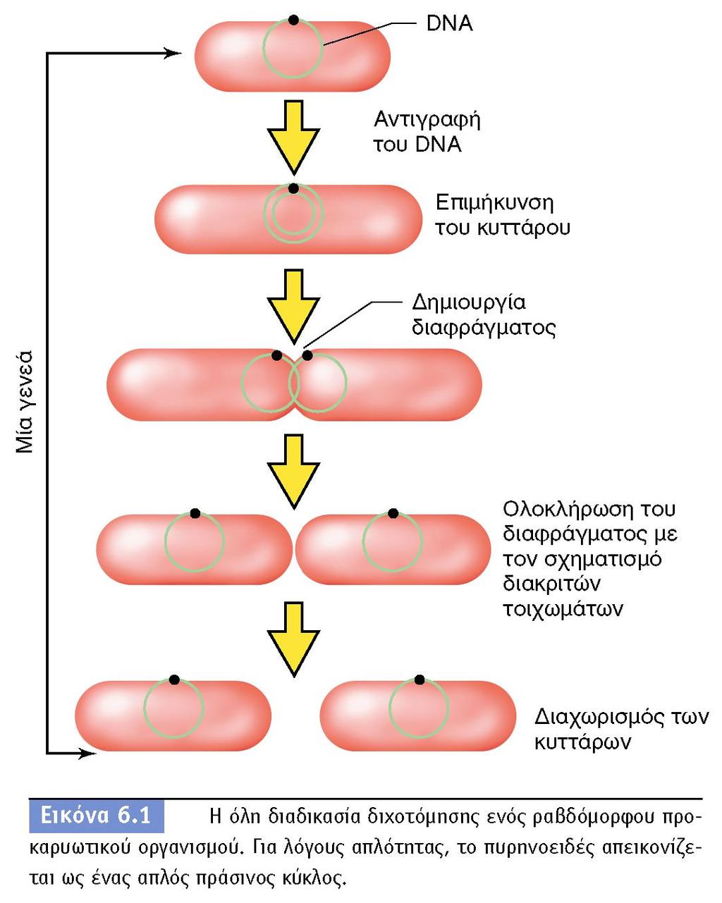 BIOΛOΓIA TΩN MIKPOOPΓANIΣMΩN ΠANEΠIΣTHMIAKEΣ EKΔOΣEIΣ KPHTHΣ 15.