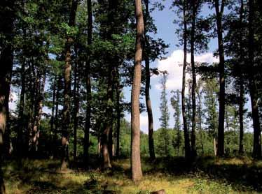 Lesné hospodárstvo a špecifík multifunkčného hospodárenia v lesoch inými odvetviami.