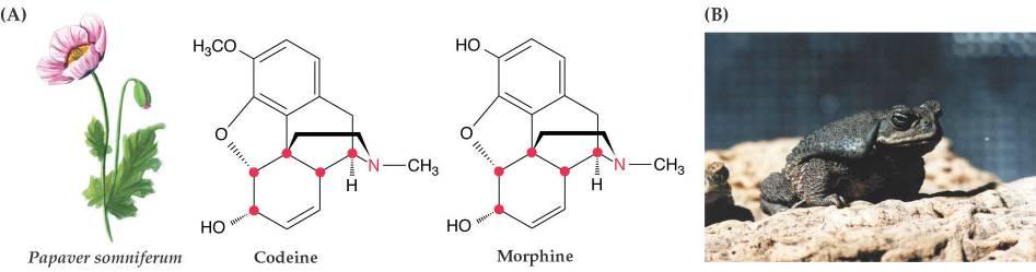 Psihoaktivni alkalodi so osnova za zdravila iz maka vrste Papaver somniferum (analgetiki(kodein) in