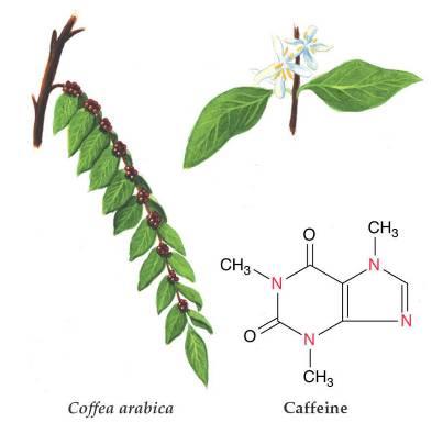 Theobroma cacao Kafein, teofilin in teobromin