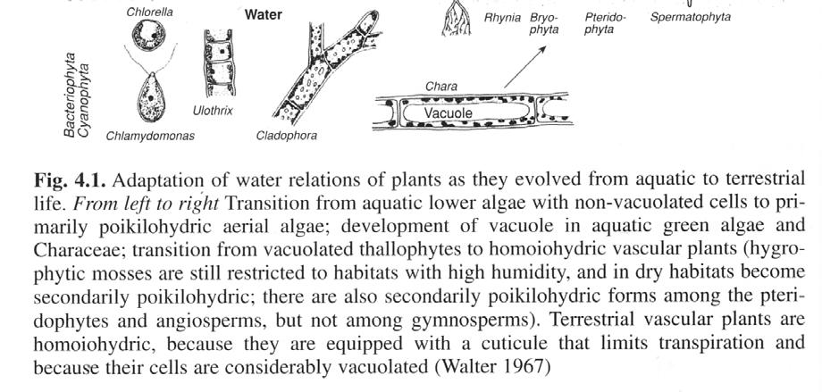 Prilagoditve rastlin na vodne razmere
