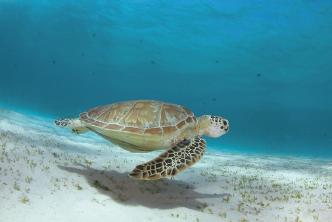 Ακριβή στοιχεία για την αφθονία των θαλασσίων χελωνών παγκοσµίως, καθώς και για τις αιτίες θανάτου τους, γενικά δεν είναι διαθέσιµα.