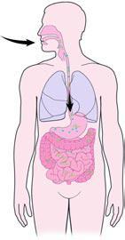 Altered lower intestine flora (due to antimicrobial use) allows proliferation of C. difficile in colon. 4.
