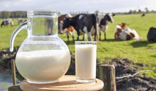 V októbri minulého roka nakupovali u nás spracovatelia mlieko od prvovýrobcov za priemernú cenu 25,8 centov za kg mlieka, pričom priemerná nákupná cena v Európskej únii dosahovala v tom čase takmer