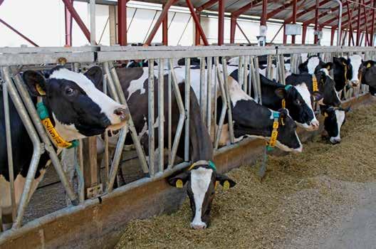 Manažment výroby mlieka: Kvalita krmiva je základ Na mliečnych farmách je efektivita využitia živín vo všeobecnosti považovaná za závažný faktor ovplyvňujúci ziskovosť.