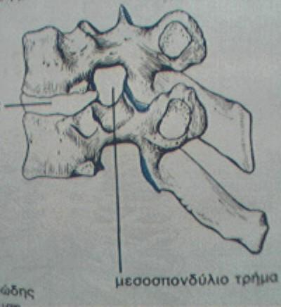 Β) Η σπονδυλική στήλη (Σ.Σ).