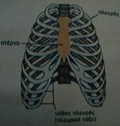 Γ) Ο σκελετός του θώρακα Τα 7 πρώτα ζεύγη πλευρών λέγονται γνήσιες πλευρές, γιατί προσφύονται κατευθείαν μέσο του χόνδρου τους στο στέρνο, ενώ τα επόμενα τρία ζεύγη (8ο, 9ο, 10ο ) λέγονται νόθες