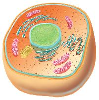 2 Δομή και δράσεις των μικροβιακών κυττάρων Τα μικροβιακά κύτταρα είναι ζωντανοί οργανισμοί που αλληλεπιδρούν και με το περιβάλλον τους και με άλλα κύτταρα με τρόπο δυναμικό.