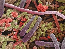 4 Οι μικροοργανισμοί και τα περιβάλλοντά τους Στη φύση, τα μικροβιακά κύτταρα ζουν αλληλεπιδρώντας με άλλα κύτταρα.