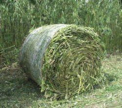 Fytomasa Na energetické účely sa využívajú aj nedrevná biomasa produkovaná v poľnohospodárstve Fytomasa - jednoročné a viacročné rastliny výrobky poľnohospodárstva; rastlinné odpady z