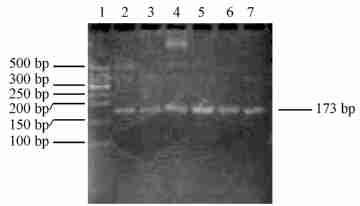 pro mature 1,8 : DNAΠHind Marker ; 2,4,6 :recombinant plasmid with pre, pro and mature gene in Agrobacterium ; 3,5,7