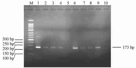 3 427 target gene varieties of strawberry 1 3 AFP Table 1 The transformation results of strawberry with three different A FP genes total number of explants explants regenerated shoots regenerated