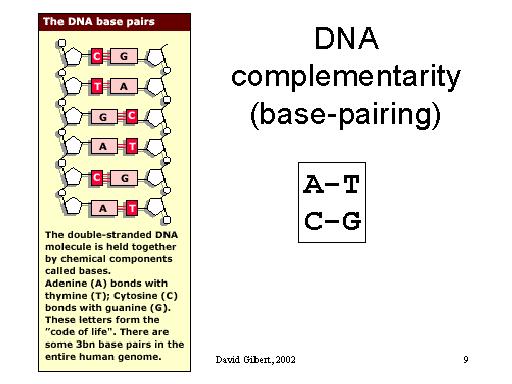 Δομή αλυσίδας DNA H αλυσίδα του DNA αποτελείται από