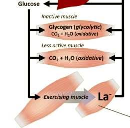 Ferguson et al., (2018).