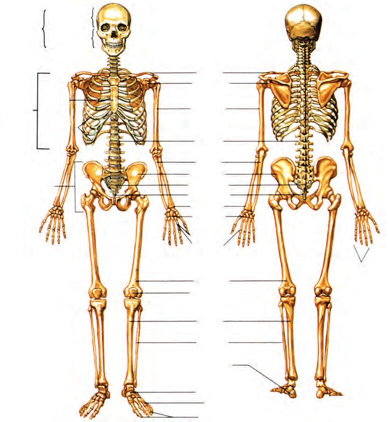 7. ΕΡΕΙΣΤΙΚΟ ΣΥΣΤΗΜΑ Το ερειστικό σύστημα περιλαμβάνει τα οστά, τα οποία συνδεόμενα στις αρθρώσεις σχηματίζουν το σκελετό (εικ. 7.1).