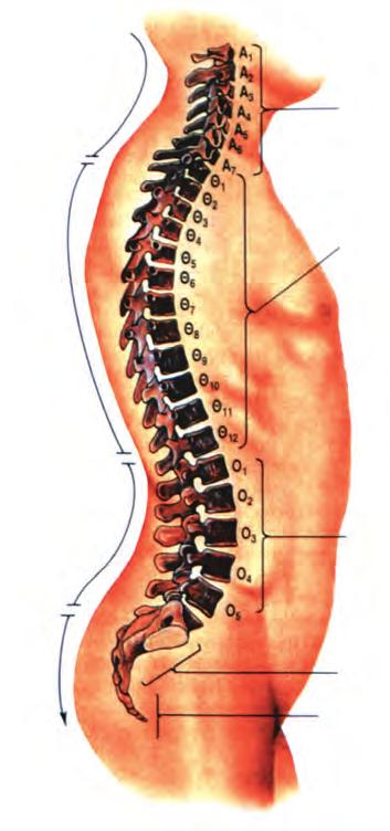 Η σπονδυλική στήλη είναι η «κεντρική κολόνα» του σκελετού πάνω στην οποία στηρίζονται άμεσα ή έμμεσα όλα τα υπόλοιπα τμήματά του.