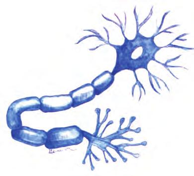 Νευρικός ιστός Ο νευρικός ιστός αποτελείται από νευρικά κύτταρα ή νευρώνες και από νευρογλοιακά κύτταρα.