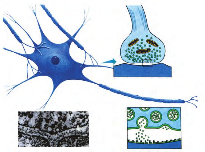 Κεφάλαιο 9 μέσω των συνάψεων πραγματοποιείται συνήθως με τη βοήθεια χημικών ενώσεων που παράγει το νευρικό κύτταρο, των νευροδιαβιβαστών, οι οποίες εκκρίνονται από τα τελικά κομβία των νευραξόνων